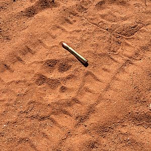 Hyena Track