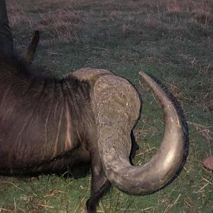 Tanzania Hunting Cape Buffalo