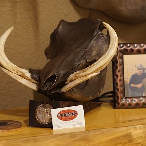 Bronzed Warthog Skull Taxidermy