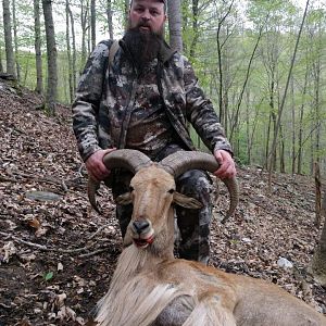 Hunting Aoudad in USA