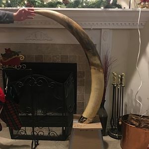 Reproduction Elephant Tusks Taxidermy | AfricaHunting.com