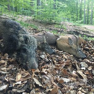 Germany Hunt Boar & Roe Deer