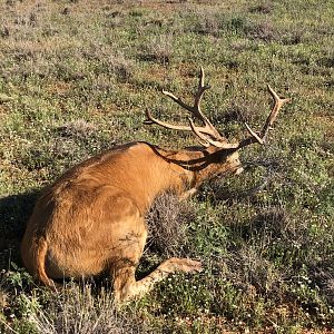 Pierre David Deer Texas USA