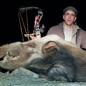 Bow Hunt Bushpig in South Africa