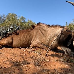 Old Roan cow with a bow