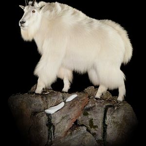 Mountain Goat Standing on Rock