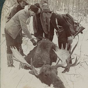 Alaska USA Hunting Moose