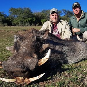 Warthog Hunt South Africa