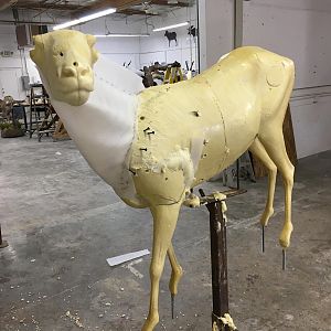 Desert Bighorn Sheep Process Photos