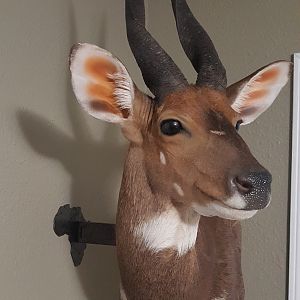 Corner hanging floating a Bushbuck Wall Pedestal Taxidermy