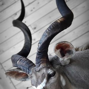 Kudu Wall Pedestal Mount Taxidermy