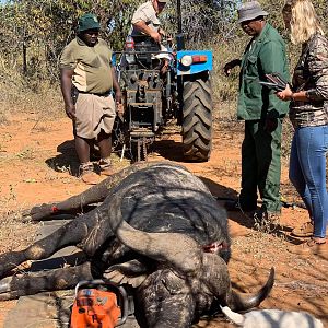 Cape Buffalo Hunt South Africa