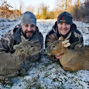 Europe Hunt Chinese Water Deer