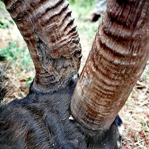 Sable Antelope Hunt South Africa