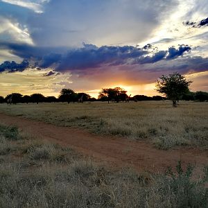 South African Sunset with Giraffe in the background