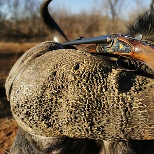 Buffalo Hunting South Africa