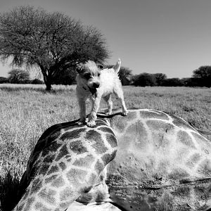 Hunting Giraffe in South Africa