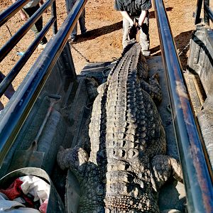 South Africa Hunt Crocodile