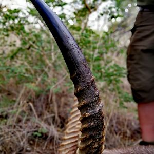 Hunt Waterbuck in South Africa