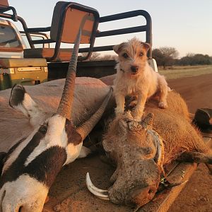 Hunt Gemsbok & Warthog in South Africa