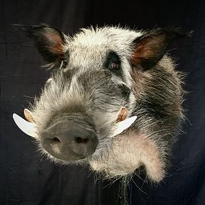 Bushpig Wall Pedestal Mount Taxidermy