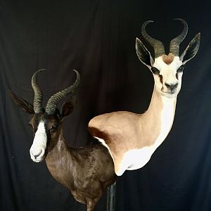 Black & Common Springbok Wall Pedestal Mount Taxidermy