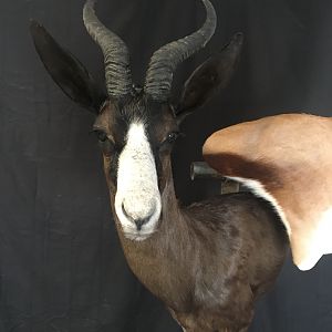 Black & Common Springbok Wall Pedestal Mount Taxidermy