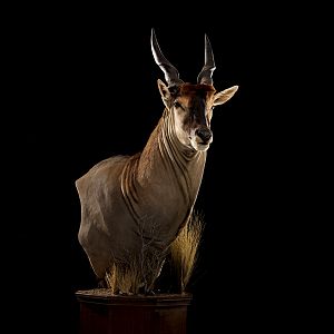 Eland Pedestal Mount Taxidermy