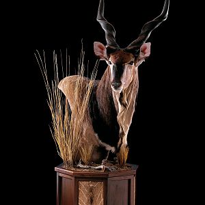 Eland Pedestal Mount Taxidermy