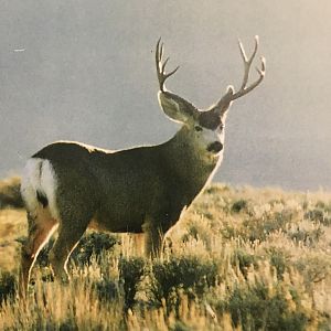 Mule Deer USA