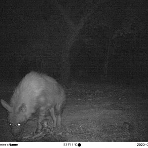 Brown Hyena Trail Cam Pictures South Africa