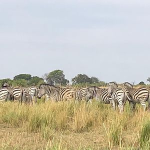 Plains Zebra in Tanzania