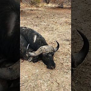 Buffalo Hunt Tanzania