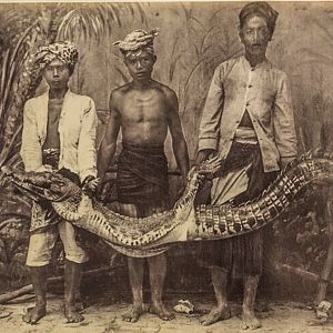 Crocodile Hunt Indonesia