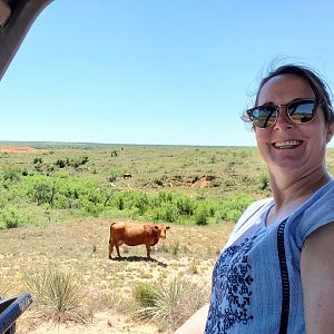 Cows Texas USA