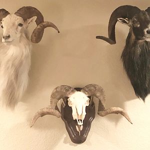 Sheep Shoulder Mounts Taxidermy