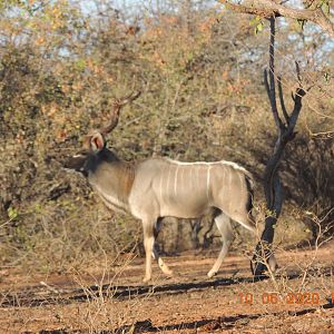 Kudu, South Africa