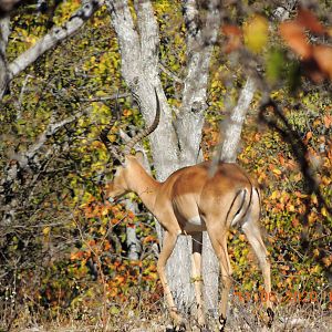 Impala South Africa