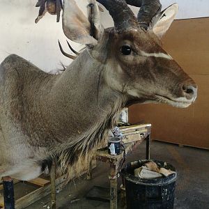 Kudu Shoulder Mount Taxidermy Process