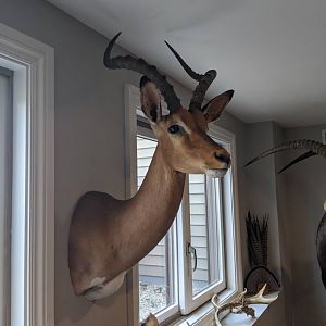 Impala Shoulder Mount Taxidermy