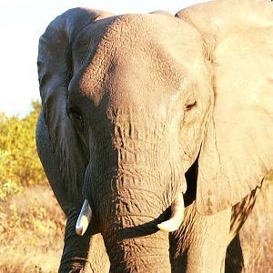 Elephant on Photo Safari South Africa