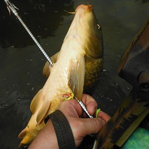 USA Bowfishing Carp
