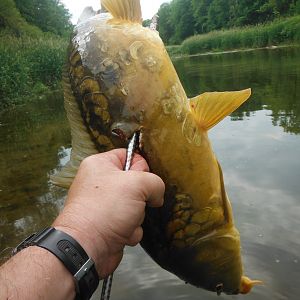 Carp Bowfishing USA