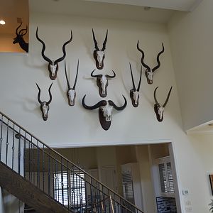 European Skull Mounts Taxidermy