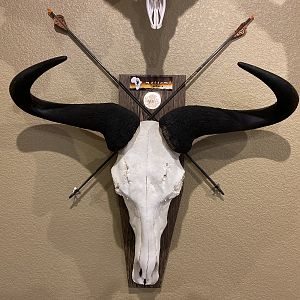 Blue Wildebeest European Skull Mount Taxidermy