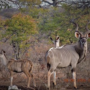 Kudu, South Africa