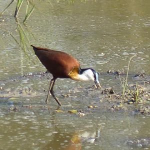 African Jacana Zimbabwe