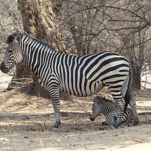 Burchell's Plain Zebra Zimbabwe