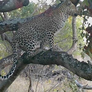 Zimbabwe Trail Cam Pictures Leopard