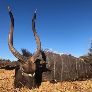 Nyala Hunting South Africa